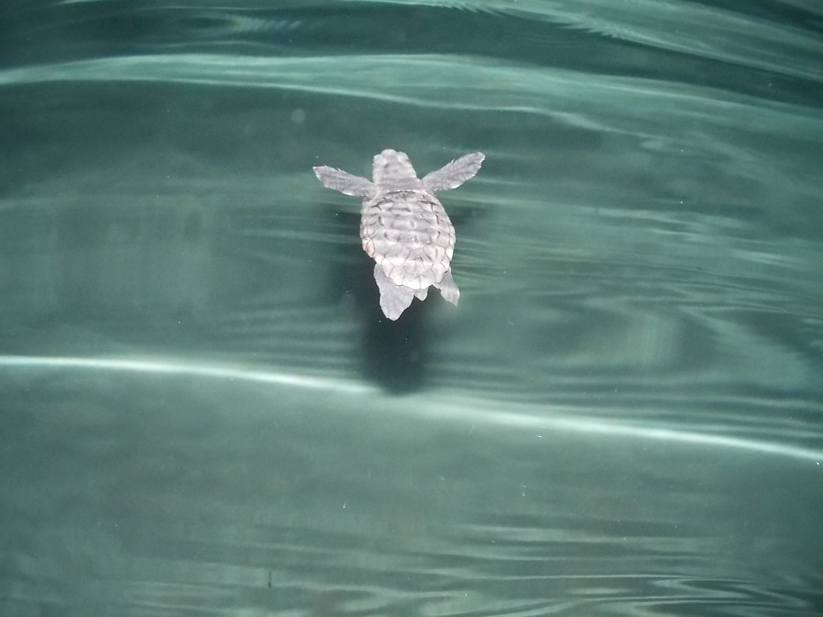 schiusa di Caretta caretta a Cefalonia